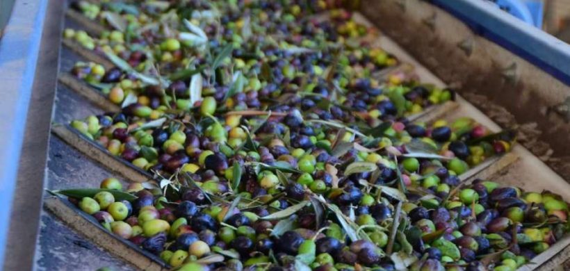 Estos son los 700 productos que entrarán con tasa cero a EE.UU. ¿Beneficia a Mendoza?