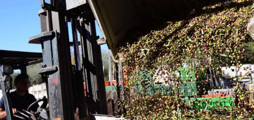 Crecieron 100% las exportaciones olivícolas en Mendoza