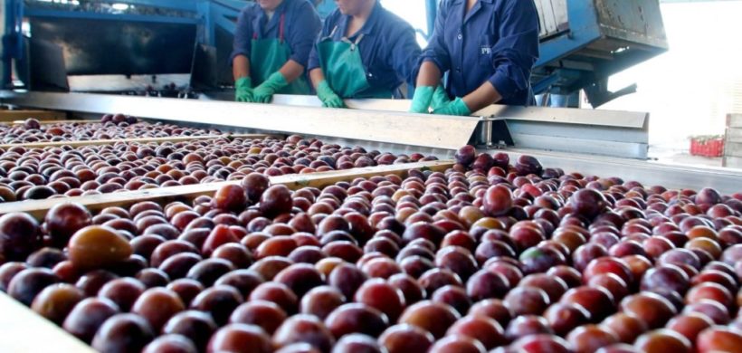 Empresas locales lograron comercializar ciruela en Dubai Empresas locales lograron comercializar ciruela en Dubai