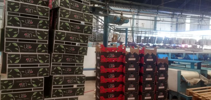 Empresa del Valle de Uco embarcó su primera carga de manzanas a Europa