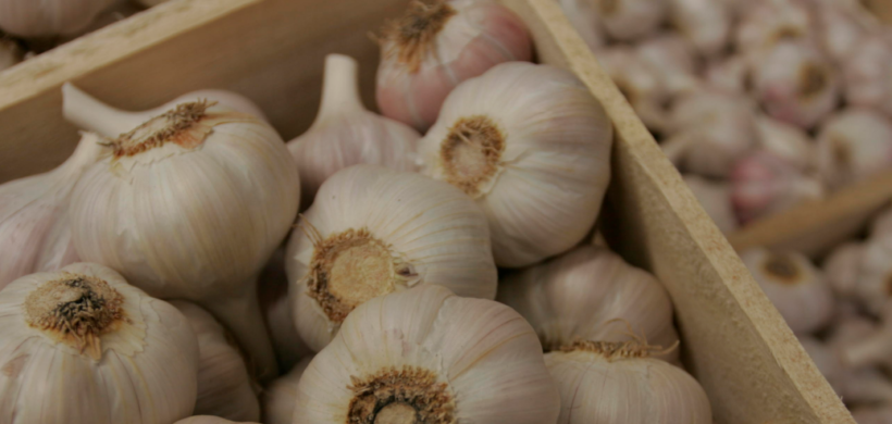 Las exportaciones de ajo tuvieron un buen año